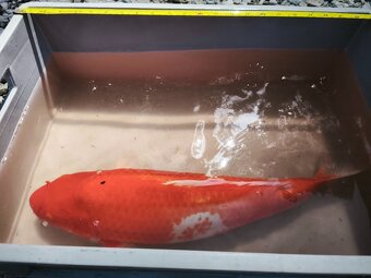 KOI kapr cca 50cm - 6