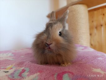 Zakrslí králíci teddy, lvíček, krátkosrstý - očkovaní - 6