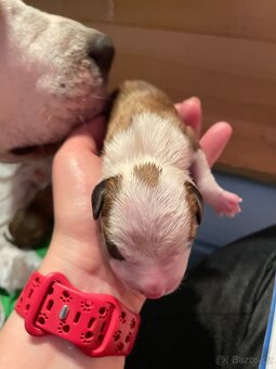 🐾 Americký stafordširský teriér – štěňátka s PP k rezervaci - 6