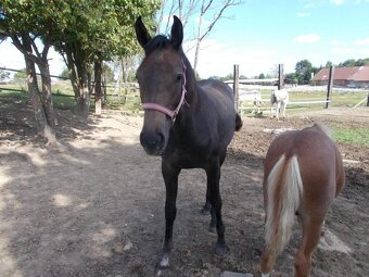 Prodám roční klisnu - 6