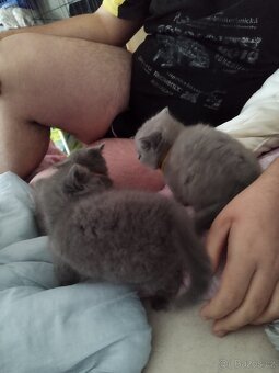 Prodám britská modrá koťátka - 6