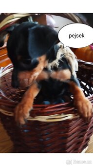 Trpasličí pinč - 6