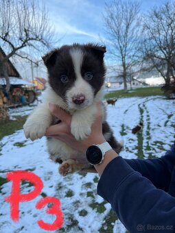 Predám border kólia šteniatka - 6