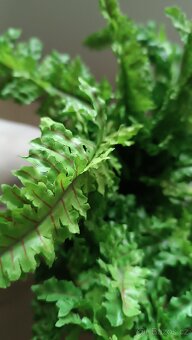 Umělé kapradí - 6