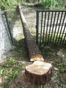 Kácím stromy a řežu dřevo - 6