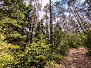 Lesní pozemek 9483m2, k.ú. Zahrádky, Strmilov - 6