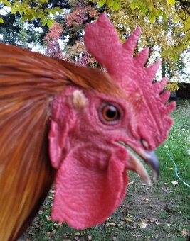 Česká zlatá kropenka - kohouti - 6