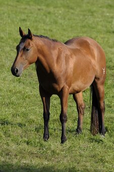 Dvouletý valach QH cutting - 6