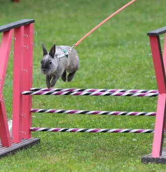 zakrslý králik - 6