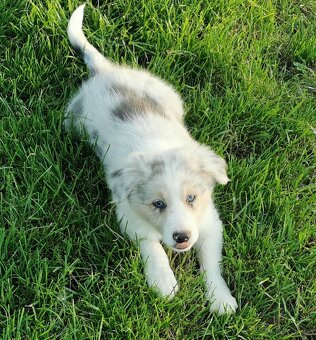 Border kolie , Collie , kolia - 6