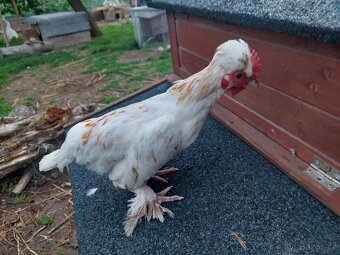 Vlaška exchequer, leghorn a bregovská dzinka - 6