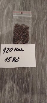 Prodám semena Modry vlci bob lupina , také semena Durmanu žl - 6