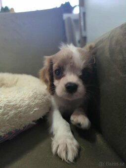 Kavalir,cavalir king charles spaniel - 6