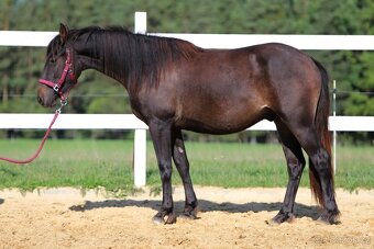 Z jara 3 letý valach Barock pinto - Frís - 6