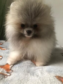 Pomeranian s p.p - 6
