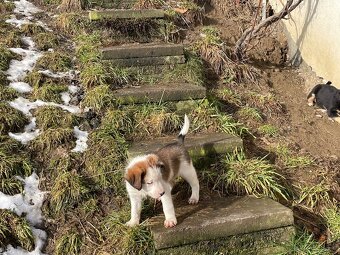 Štěně Border kolie/Malinsky ovčák odběr od 27.2 - 6