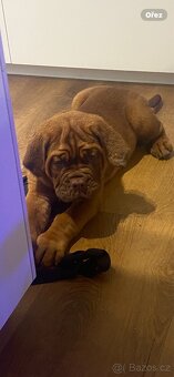 Bordeauxska doga s PP - 6