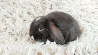 Zakrslý beránek, králíček, králík - DENIS - 6