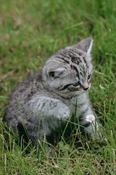 Britská koťata- whiskas - 6