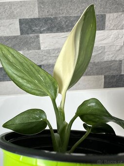 Monstera standleyana,,COBRA'' - 6