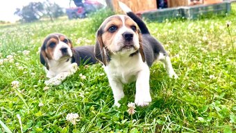Štěně bígla Praha / bigl, bígl, beagle štěňata - 6