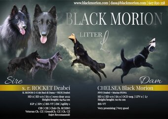 Belgický ovčák groenendael s PP - 6