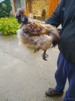 Kohout  Hedvábnička holokrčka a bílá vousatá - 6