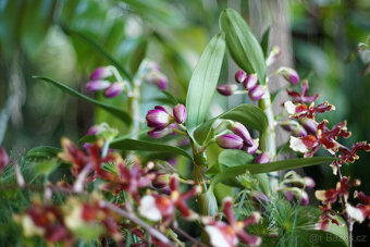 Objektiv Konica Hexanon AR 52mm f/1.8 - 6