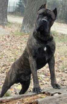 Cane corso šteniatka s rodokmeňom - 6
