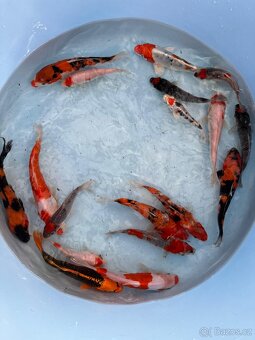 Koi kapr-15-30cm letos poslední kusy v nabídce - 6