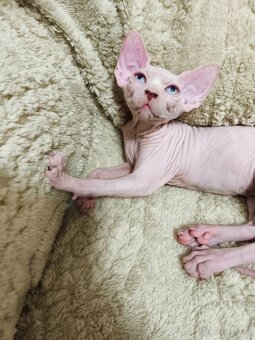 Sphynx kocourci velcí mazlíčci 😺 - 6