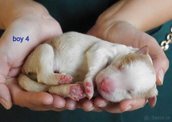 Border kolie s PP - 6