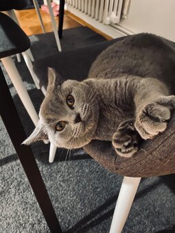 Prodám kočku – britská modrá - 6