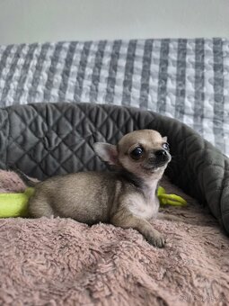 Čivava - štěňátko pejsek. - 6