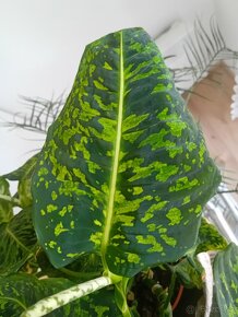 Dieffenbachia Reflector - 6