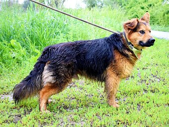 IGOR K ADOPCI- 2 ROKY, MILÝ,KONTAKTNÍ, VDĚČNÝ - 6