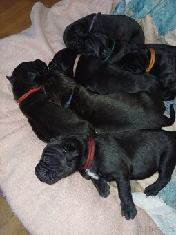 Štěňata Cane Corso - 6