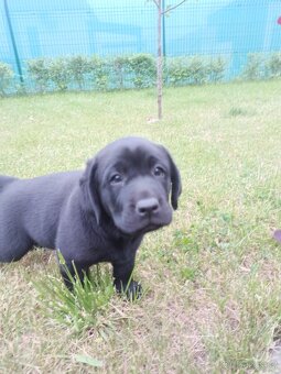 Labradorský retrívr štěně - 6