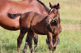 ČT hřebeček 2025 - Možnost splátek - 6