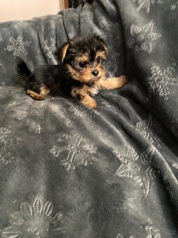 Jorkšírský teriér - 6