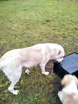 Středoasijský pastevecký pes s PP - 6