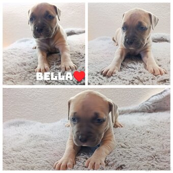 American Bully Standard - 6