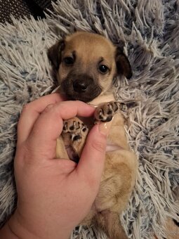 Stěně Čivava X Pražský Krysařík - 6