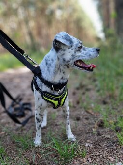 LAKY K ADOPCI - malý usměvavý mazel - 6