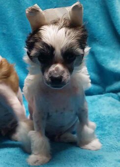 Čínský chocholatý pes - 6