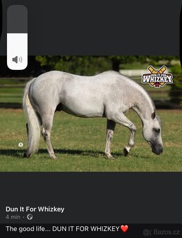 Quarter horse 2,5 roku . - 6