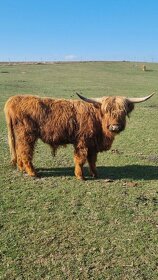 Prodám mladé jalovice a býky Highland Cattle - 6
