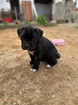Cane Corso - 6