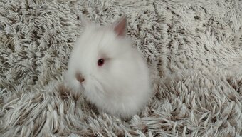 Zakrslý králík, králíček -(TEDDY)-HERBERT A HEIDY - 6