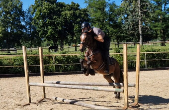 Pretoria Eden, welsh cob pony, sekce D - 6